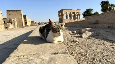 A cute cat resting near the Temple of Philae on Agilkia Island in Aswan, Egypt, with ancient ruins in the background.